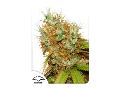 Dutch Passion Mazar, feminized, 5ks