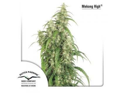 Dutch Passion Mekong High, feminized, 10ks
