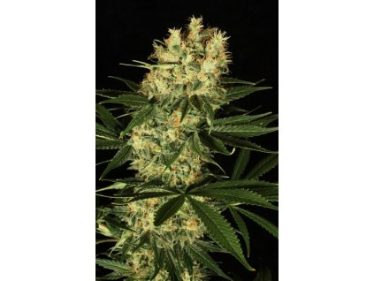 Dutch Passion Ortega Indica, feminized, 10ks
