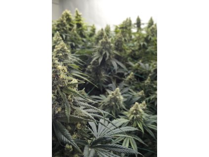 Humboldt Seeds Desert Diesel, feminized, 3ks