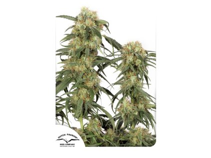 Dutch Passion Pamir Gold, feminized, 10ks