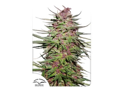 Dutch Passion Purple #1,  feminized, VÝPRODEJ