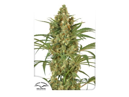Dutch Passion SnowBud, feminized, 10ks