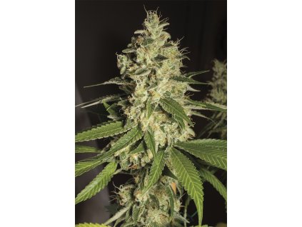 Humboldt Seeds Raspberry Diesel, feminized, 3ks