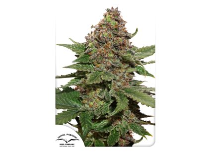 Dutch Passion Strawberry Cough, feminized, 5ks