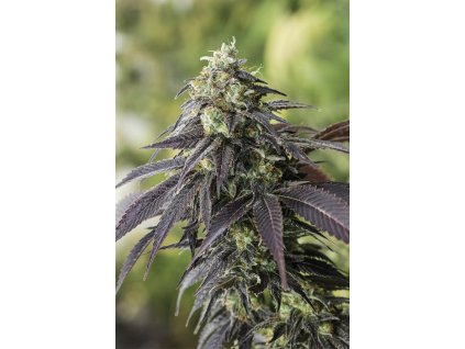 Humboldt Seeds 707 Truthband By Emerald Mountain, feminized, 10ks
