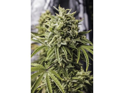 Humboldt Seeds Bubba Kush Autoflowering,  feminized autoflowering, VÝPRODEJ