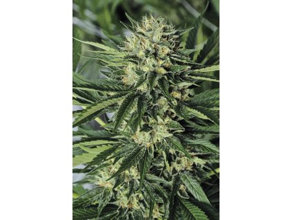 Humboldt Seeds Dr Greenthumb´s Em-Dog By B-Real, feminized, 10ks