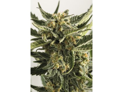 Humboldt Seeds Lost Coast Skunk Autoflowering,  feminized autoflowering, VÝPRODEJ