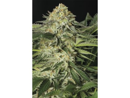 Humboldt Seeds Lemon Garlic OG, feminized, 10ks