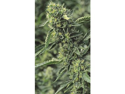 Humboldt Seeds OG Kush, regular, 3ks