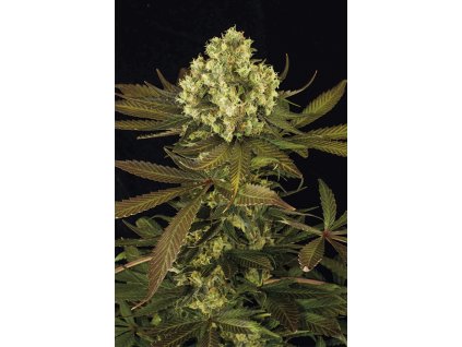 Humboldt Seeds Sour Blueberry,  feminized, VÝPRODEJ