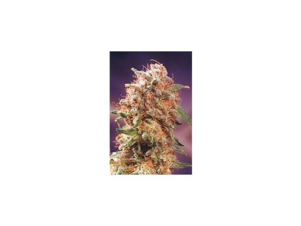 Mr. Nice Seeds Afghan Skunk, regular, 18ks