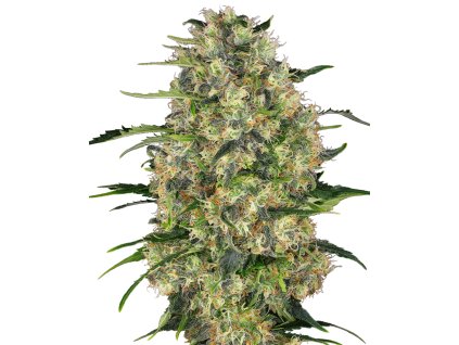 Sensi Seeds Black Domina, feminized, 3ks
