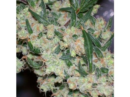 Mr. Nice Seeds Afghan Skunk x Afghan Haze (ASH), regular, 18ks