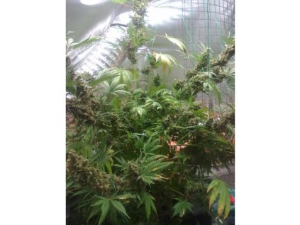 Mr. Nice Seeds Critical Skunk, regular, 18ks