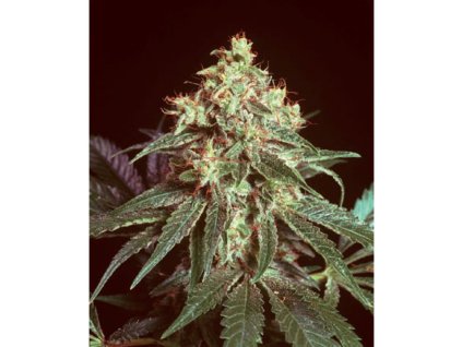 Mr. Nice Seeds Devil, regular, 18ks