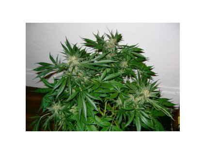 Mr. Nice Seeds Early Skunk, regular, 18ks