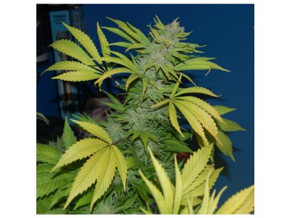 Mr. Nice Seeds G13 x Skunk, regular, 18ks