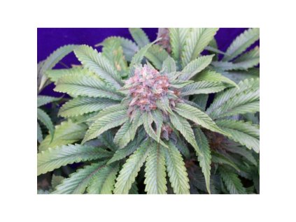 Mr. Nice Seeds G13 x Widow, regular, 18ks