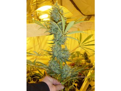 Mr. Nice Seeds Critical Haze, regular, 18ks