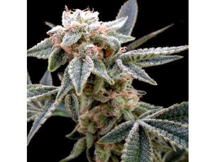 DNA Genetics White Alien feminizovaná