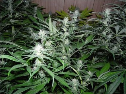 Mr. Nice Seeds NL5 x Haze/Skunk (N.H.S), regular, 18ks