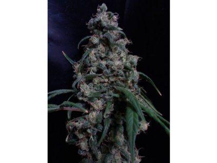 Mr. Nice Seeds NL5 x Skunk, regular, 18ks