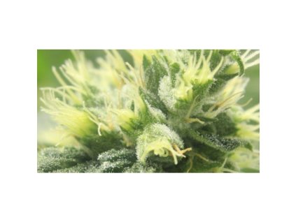 Mr. Nice Seeds NORDLE, regular, 18ks