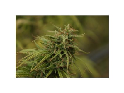 Mr. Nice Seeds Neville´s Skunk - Neville´s Haze x Afghan Skunk, regular, 18ks