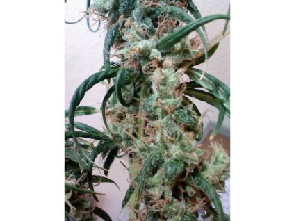 Mr. Nice Seeds Skunk Haze, regular, 18ks