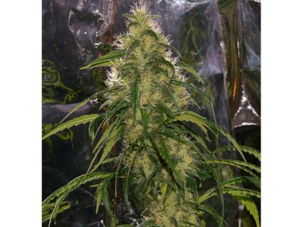 Mr. Nice Seeds Shit, regular, 18ks