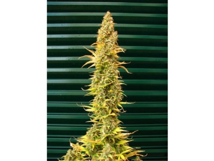 Mr. Nice Seeds Spice, regular, 18ks