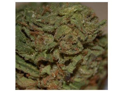 Mr. Nice Seeds U2 - Early Queen x Haze AC, regular, 18ks