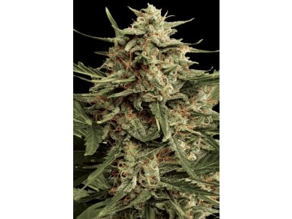 Paradise Seeds Automaria II, feminized autoflowering, 10ks