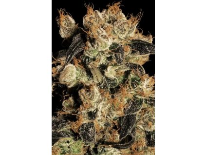 Paradise Seeds Auto White Berry, feminized autoflowering, 10ks