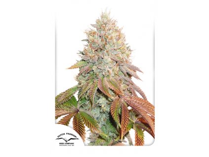 Dutch Passion Auto Banana Blaze feminizovaná autoflowering