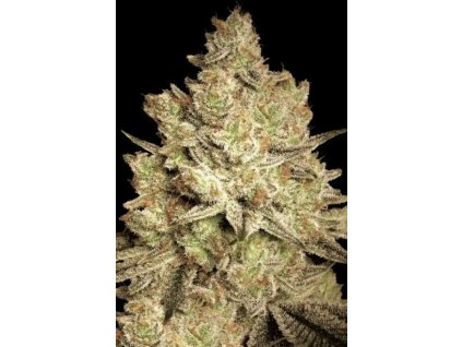 Paradise Seeds Jacky White, feminized, 3ks