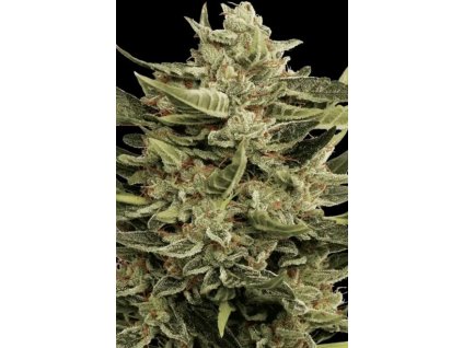 Paradise Seeds Vertigo, feminized autoflowering, 10ks