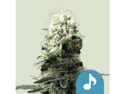 Royal Queen Seeds Dance World,  CBD feminized, VÝPRODEJ