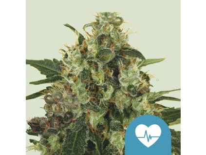 Royal Queen Seeds Medical Mass,  CBD feminized, VÝPRODEJ