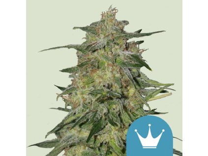 Royal Queen Seeds Royal Highness,  CBD feminized, VÝPRODEJ