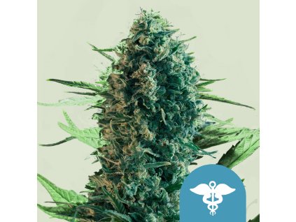 Royal Queen Seeds Royal Medic,  CBD feminized, VÝPRODEJ