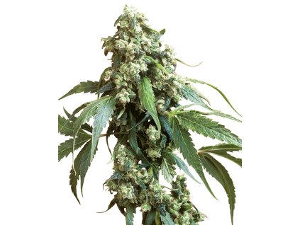 Sensi Seeds Jack Flash #5, feminized, 10ks