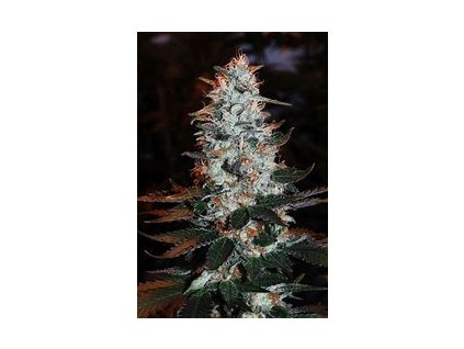 Sweet Seeds Ice Cool, feminized, 7ks