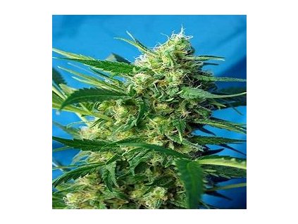 Sweet Seeds Auto Ice Cool,  feminized autoflowering, VÝPRODEJ