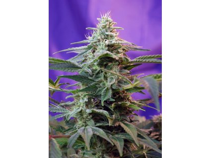 Sweet Seeds Auto Sweet Special, feminized autoflowering, 4ks