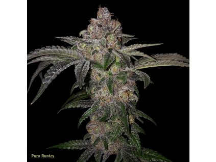 3 T.H.Seeds Pure Runtzy flower promo