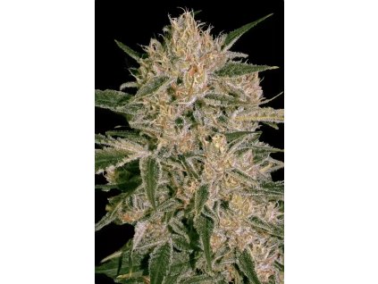 Paradise Seeds Nebula II CBD, feminized, 5ks