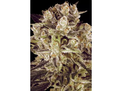 Paradise Seeds Durga Mata II CBD, feminized, 3ks